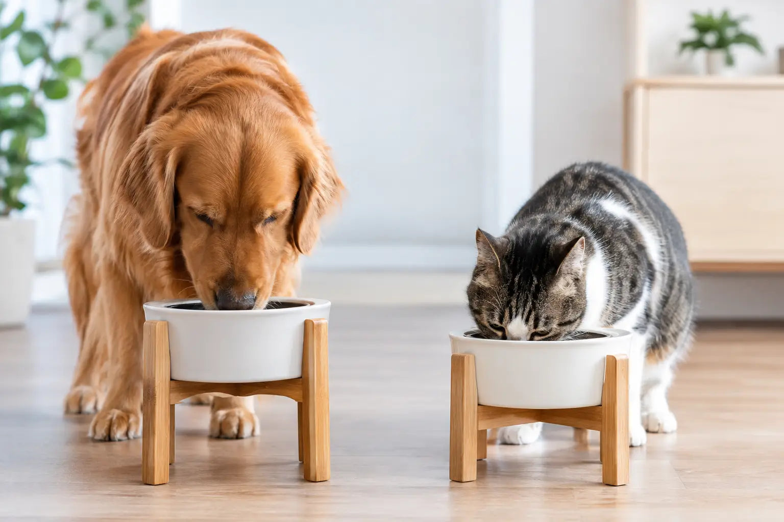 Are Elevated Bowls Better for Dogs and Cats?
