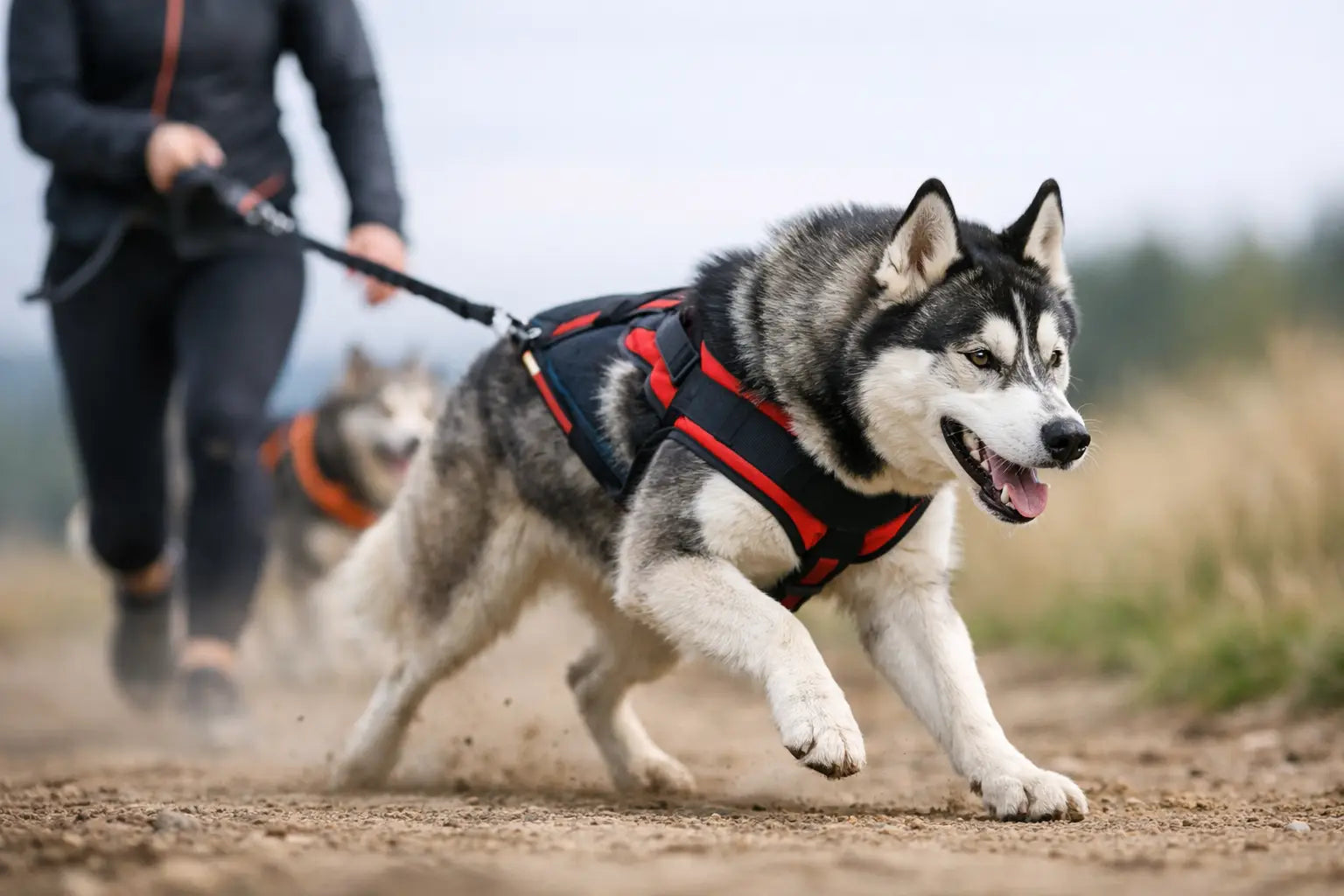 Best Dog Harness for Pulling: What Works