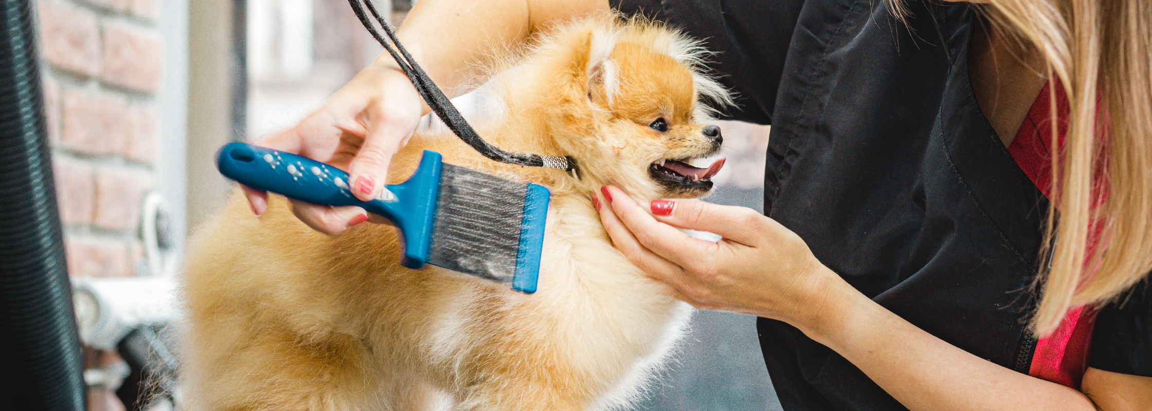 The Ultimate Pet Hygiene Checklist: What Every Pet Parent Forgets