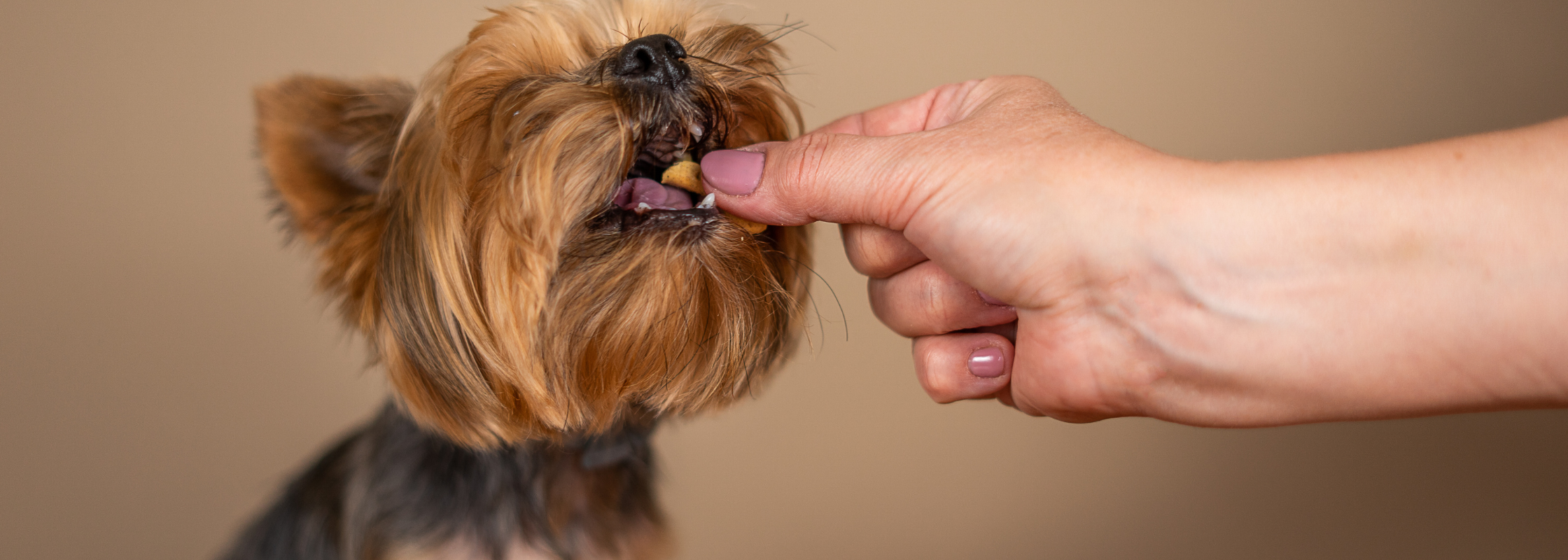 Best Healthy Treats for Dogs & Cats: Ingredients That Truly Matter