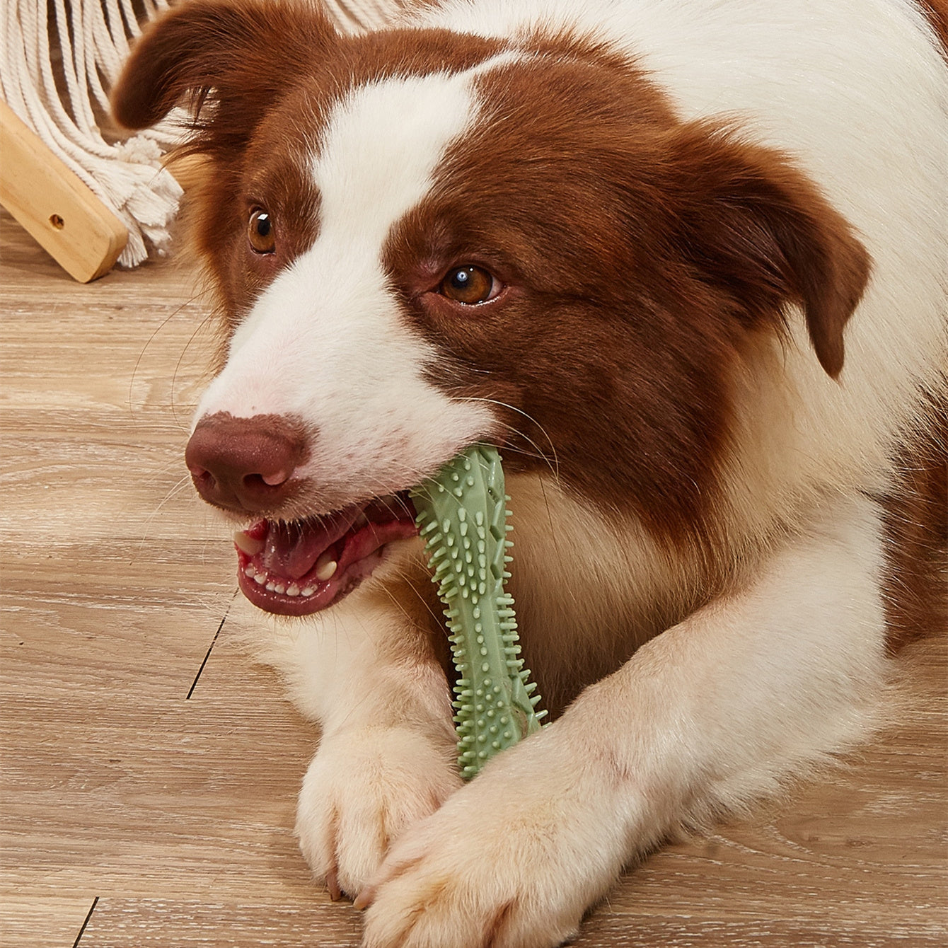 Chew Toys For Dog Teeth Cleaning - Pet Mode 