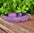 LED Dog Safety Collar - Pet Mode 