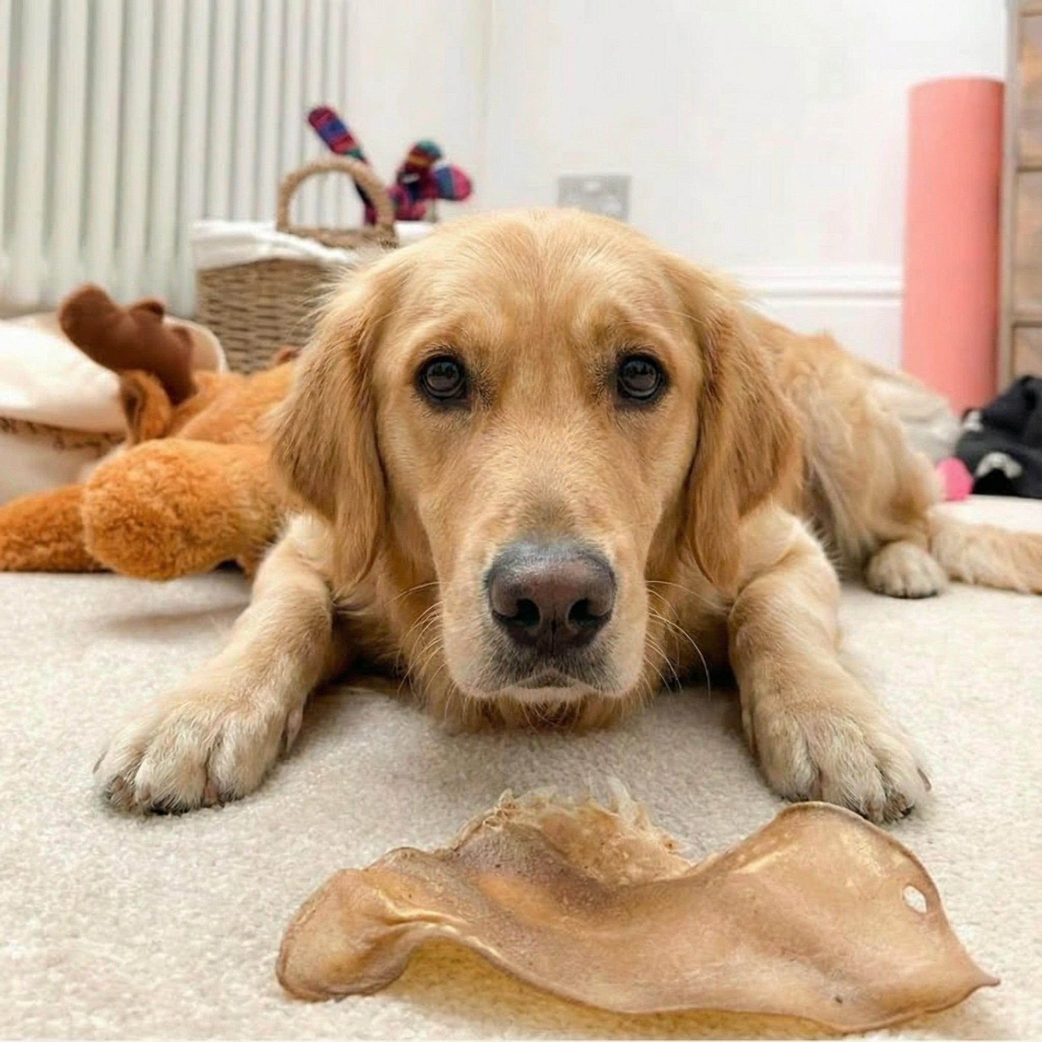 Buffalo Ears - Dog Treats - 20 Ears Box - Pet Mode 