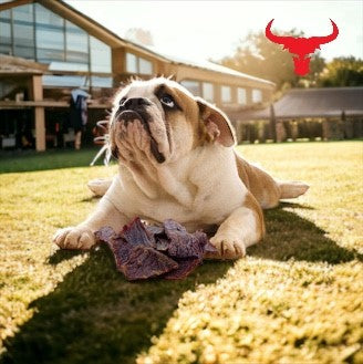 Buffalo Meat Jerky - Dog Treats - 1kg - Pet Mode 
