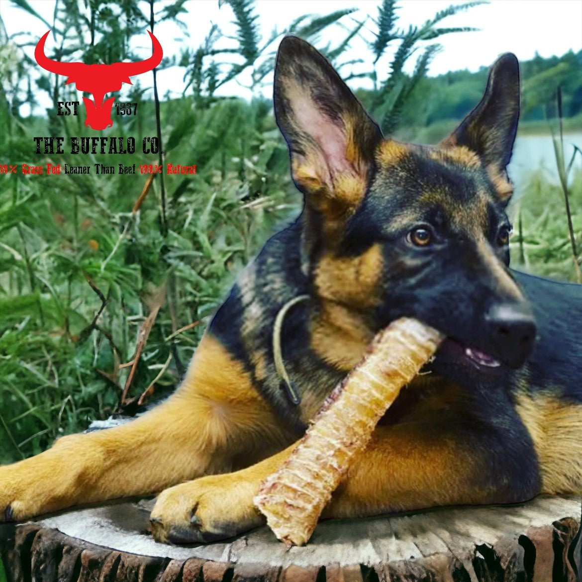 Buffalo Trachea Rounds - Dog Treats - 1kg - Pet Mode 